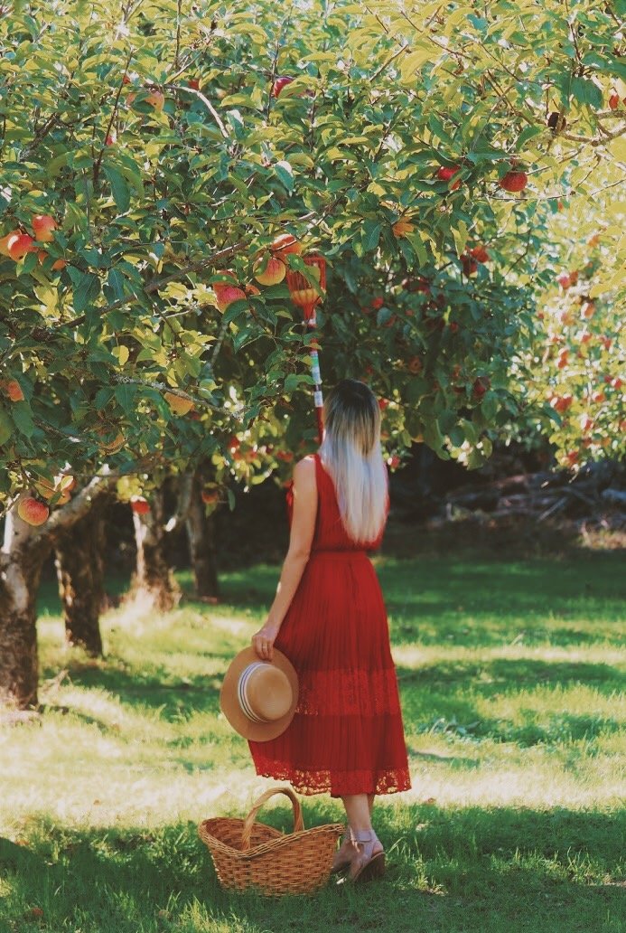 Best Apple Picking North Bay CA